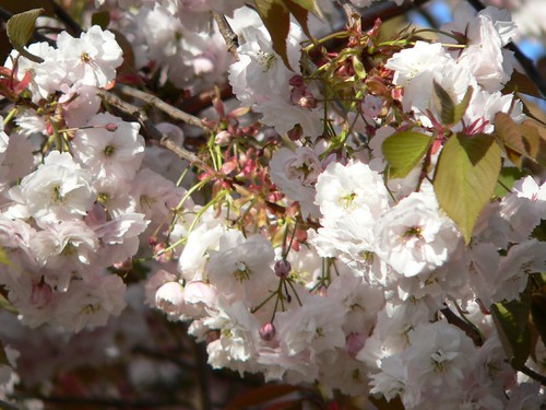 2011 Pink Tie Party Celebrating the Cherry Blossoms