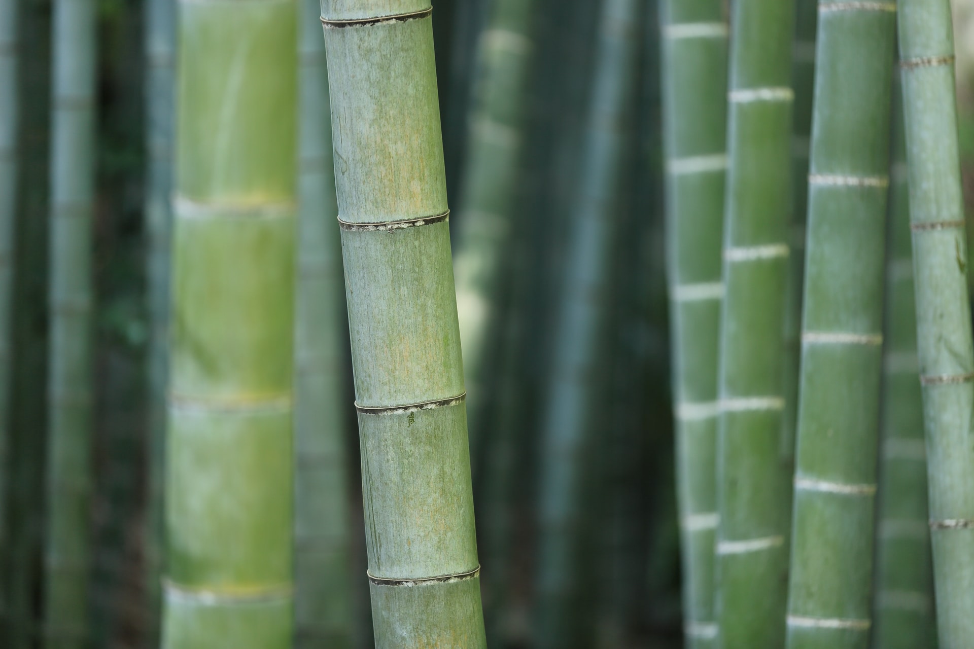 Bamboo Toilet Paper: Is it Eco-Friendly?